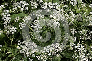 White Cow Parsley, Anthriscus sylvestris, Wild Chervil, Wild Beaked Parsley or Keck in a hedgerow photo
