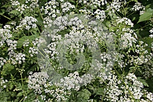 White Cow Parsley, Anthriscus sylvestris, Wild Chervil, Wild Beaked Parsley or Keck in a hedgerow photo