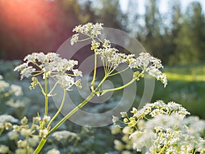 White Cow parsley flowers
