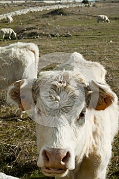 White cow at the pasture in summer