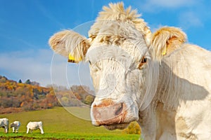 White cow on pasture on a sunny autumn day