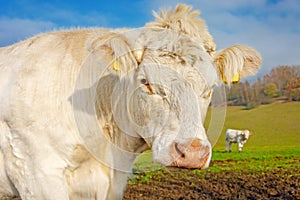 White cow on pasture on a sunny autumn day