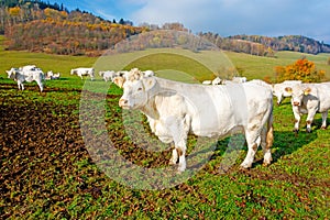 White cow on pasture on a sunny autumn day