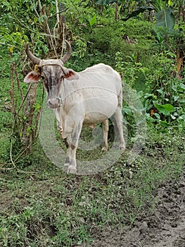 White cow in Philippines