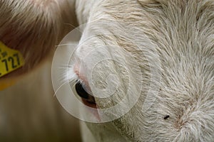 White Cow Portrait with one eye and fur photo