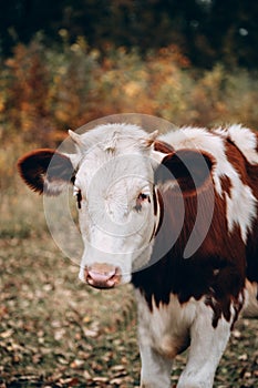 A white cow with red spots with small horns and a pink nose. Muzzle of a young thoroughbred bull from the farm. Large vertical