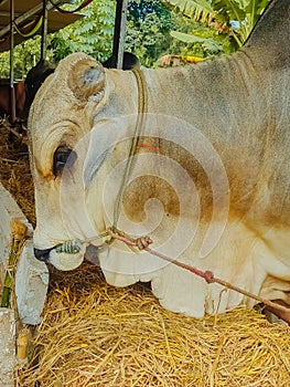 White Cow (sapi qurban)