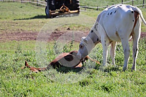 White cow with small black spots playing with a brown horse on a field