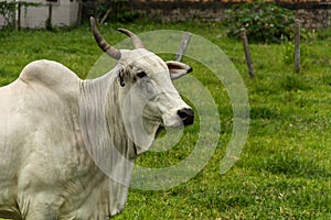 White cow at an urban region