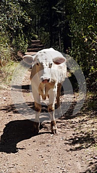white cow walking in the forest