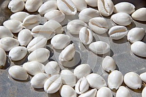 White Cowrie Shells