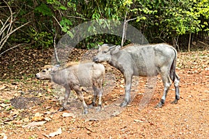 White cows in Cambodia