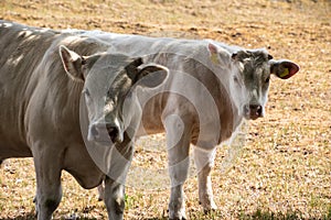 White cows The Charolais is a breed of taurine beef cattle from the Charolais area surrounding Charolles, in Burgundy, in eastern