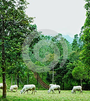 White cows eat on the green field of grass surrounded by trees