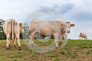 White cows on the field