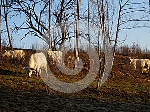 White cows in the field of farm in Latvia, early spring morning sunrise. White cows grazing on farmland at the trees