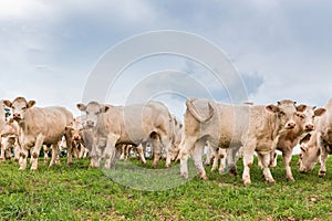 White cows on the field at the pasture