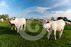 White cows in French Bourgogne