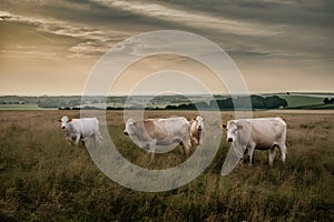 White cows graze peacefully in the tranquil fields of Westphalia