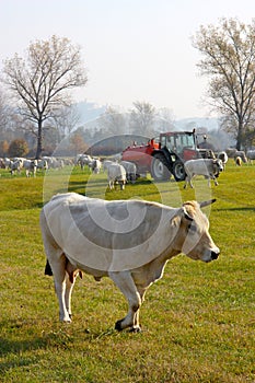 White cows grazing