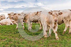 White cows in a group on the field