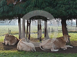 White cows lie under the trees.