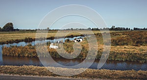 White cows lying in tall grass.