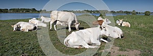 White cows near river Lek in holland on sunny spring day with blue sky