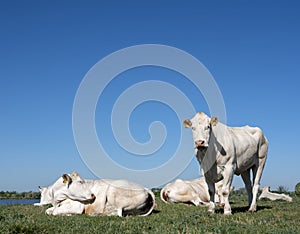 White cows near river Lek in hollandon sunny spring day with blue sky
