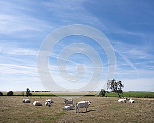 White cows in the north of france near saint-quentin and valenciennes photo