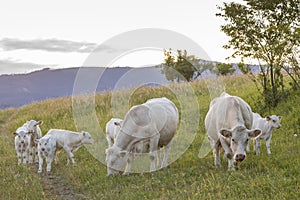 Bílé krávy, oblast Spiš, Slovensko
