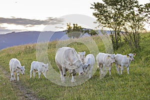 White cows, region Spis, Slovakia