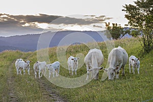 White cows, region Spis, Slovakia