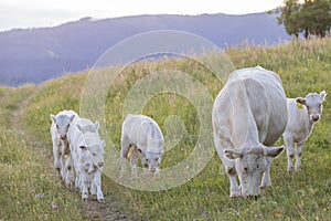 White cows, region Spis, Slovakia