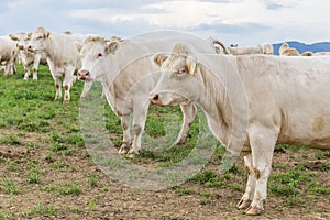 White cows in a row