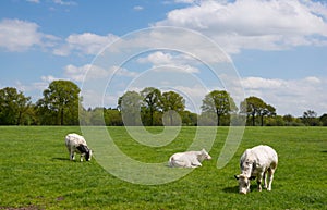 White cows in rural landscape