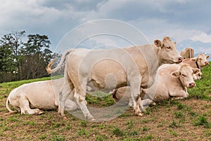 White cows standing and lying on the pasture