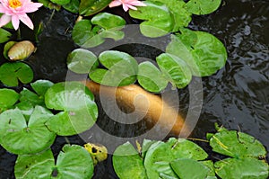 White Coy Fish In A Pond With Lily Pads