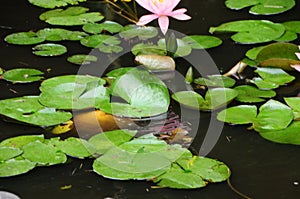 White Coy Fish In A Pond With Lily Pads