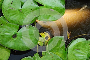 White Coy Fish In A Pond With Lily Pads