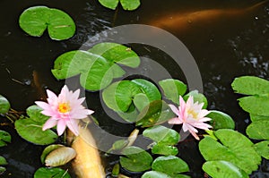 White Coy Fish In A Pond With Lily Pads