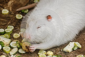 White coypu Myocastor coypus