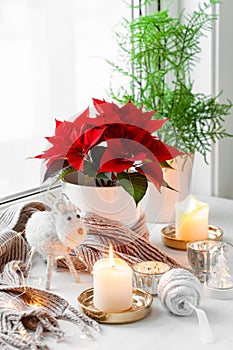 white cozy window arrangement, winter christmas concept, poinsettia flower, candles lights