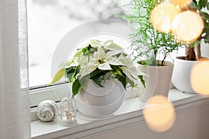 White cozy window arrangement, winter christmas concept, poinsettia flower, lights