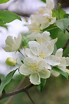White crab apple tree blossom