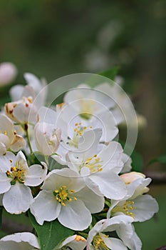 White crab apple tree blossom