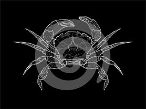 White Crab illustration on black background