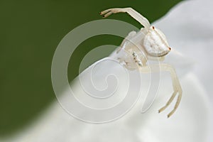 White crab spider 1
