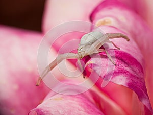 White crab spider