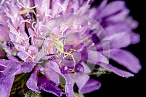 White Crab Spider